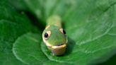 Photo Shoot: Big-eyed snake with lips