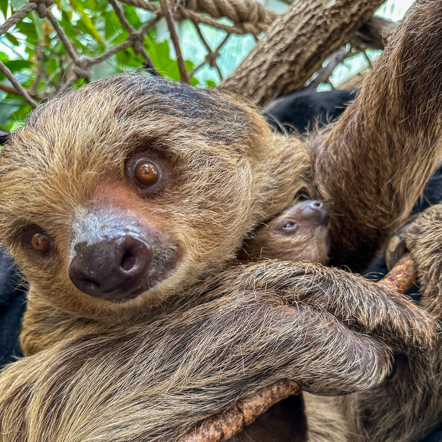 Mom's get free admission to Roger Williams Park Zoo on Mother's Day | ABC6