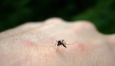 Texas woman dies from West Nile Virus: What to know about symptoms