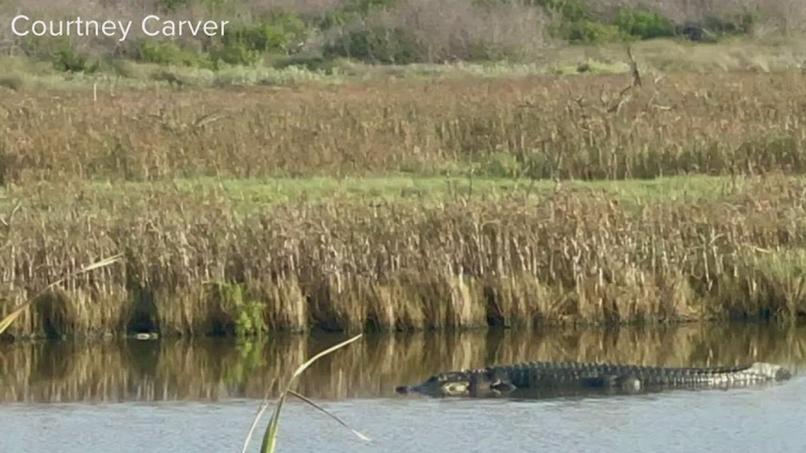 Port Aransas' beloved 'Boots the Gator' may be in jeopardy