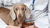 Perineal Hernia in Dogs: Symptoms, Causes, & Treatments