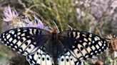Silverspot butterfly in northern New Mexico is 'threatened' amid climate change threats