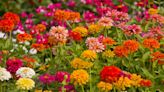 15 Easy, Fast-Growing Flower Seeds for Impatient Gardeners and Novice Planters