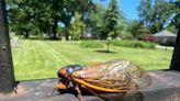 Millions of cicadas are blanketing Lake Geneva. Here's what they look and sound like