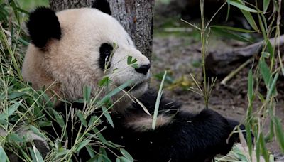 China sigue adelante con la “diplomacia de los pandas” y envía dos nuevos ejemplares a Madrid