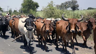 3 cattle transporters died after...: Chhattisgarh police