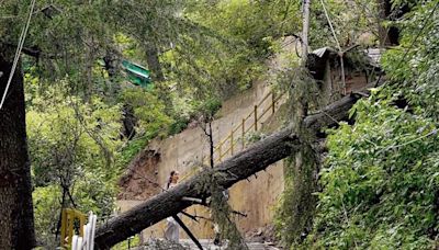 450 dangerous trees in Shimla