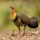 Australian brushturkey