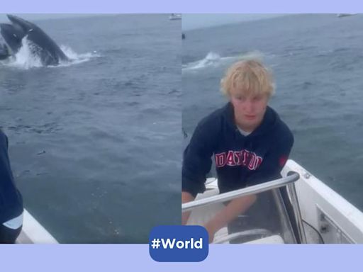 Watch: Angry Humpback whale capsizes boat off New Hampshire coast with sailors on board