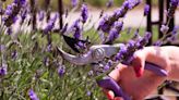 How to propagate lavender from cuttings – expert tips for successful softwood and hardwood propagation