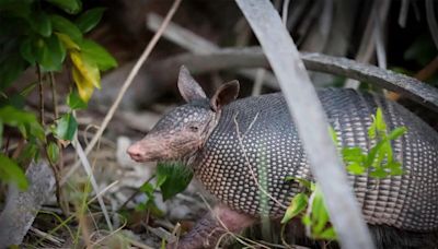 The case of the armadillo: Is it spreading leprosy in Florida?