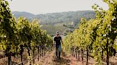 Why Many Of The Best Wines Come From High Elevation Vineyards