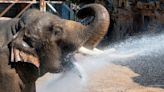 Wild or not? Disagreements over charity call to stop keeping elephants in zoos
