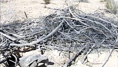 Mojave Max emerges from Las Vegas burrow, 2nd latest in history