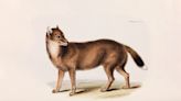 The warrah enigma: Why Darwin was fascinated by this now extinct coyote-like creature