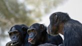 Chimpsky, not Chomsky: Did Nim the chimpanzee actually learn American Sign Language?