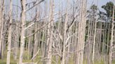 Are NC's 'ghost forests' a canary in the coal mine for upcoming coastal change?