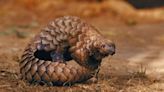 Police Dogs Flying to Thailand To Help Protect Pangolins