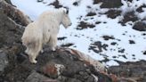 Mountain goats live on the edge, and perish at a surprisingly high rate as victims of Alaska avalanches