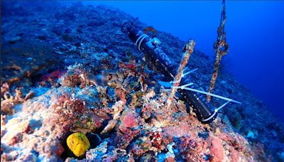 綠島珊瑚大白化後回復平穩 陸域發現稀有植物「蘭嶼牛栓藤」