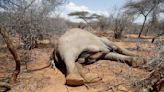 Hundreds of elephants, zebras die as Kenya weathers drought