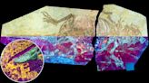 Mystery of dinosaurs developing feathers partially solved