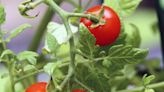 It’s time to plant your veggies! Here’s what to plant in Western Washington and what to avoid