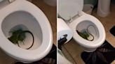 Florida man wakes up to find live iguana in his toilet