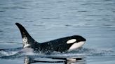 There are 2 very different theories for why orcas are ramming into boats. Experts still can't agree on one.