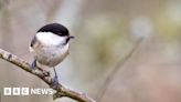Rescue plan hatched for rare willow tits