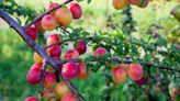 La fruta llena de proteínas que ayuda a fortalecer los huesos y aumenta la masa muscular