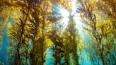 Transforming old oil rigs into seaweed farms could resurrect "dead zones" in the ocean