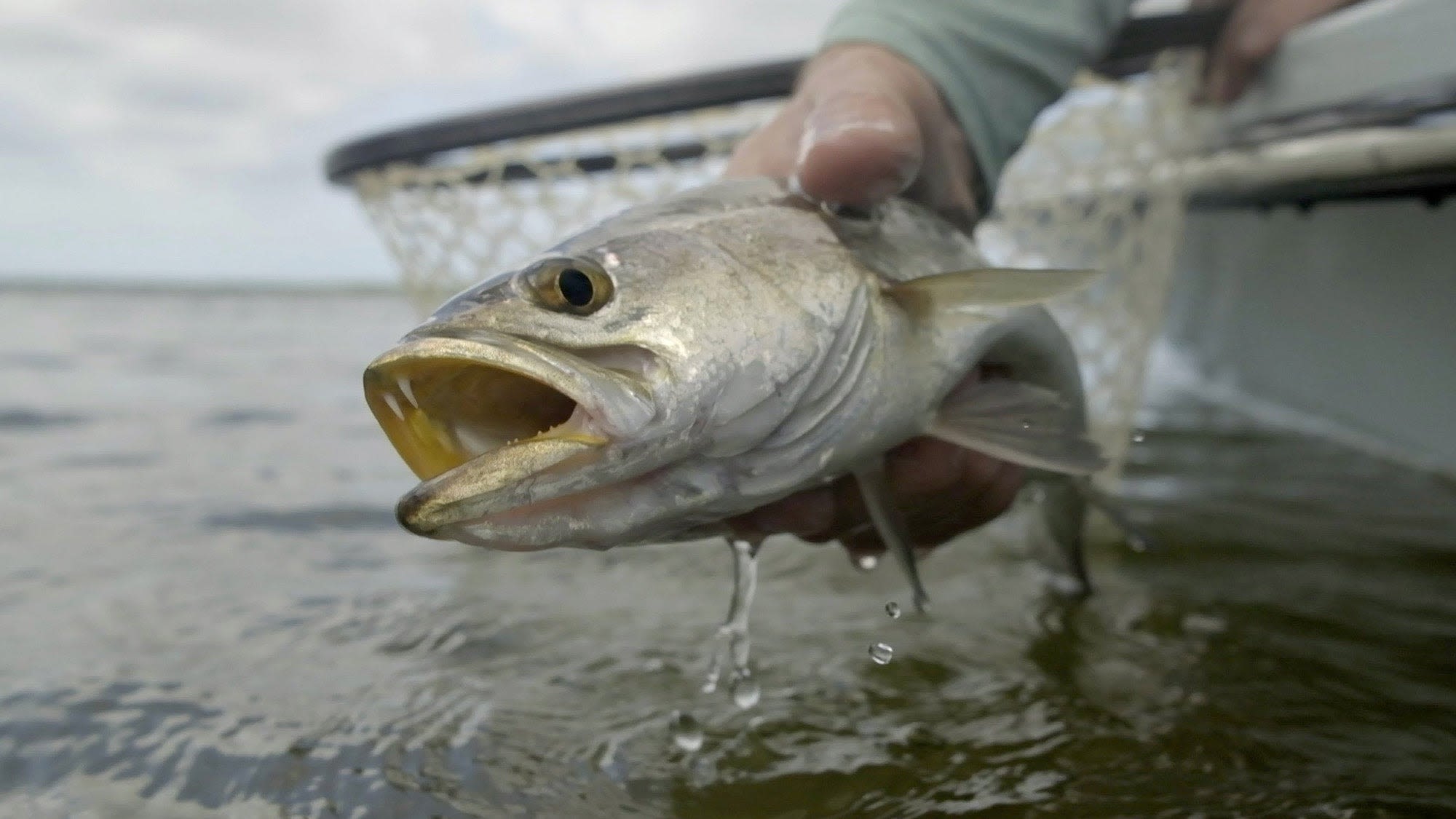 Speckled Sea Trout Fishing: A Beginner's Guide