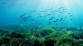 Marilles denuncia que sólo el 0,07 % del Mar Balear tiene una protección estricta