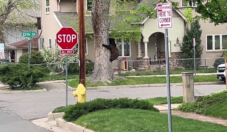 Watch: Wildlife officials blare Black Sabbath to try and budge bear out of tree