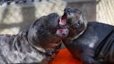 Dozens of marine mammals were rescued in SLO County after being harassed, new data show