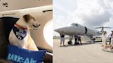 BarkBox is launching an ultra-luxury private jet air carrier for people and their pets — see what it's like on a $6,000 Bark Air flight with 'dog Champagne' and a private chef