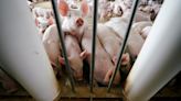 African Swine Fever outbreak reported in Kerala’s Thrissur district