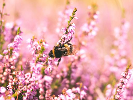 Stung by a bee like actor Matthew McConaughey? Doctors share tips on how to treat bee stings