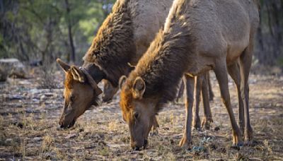 Tourist demonstrates the worst possible way to act around elk at the Grand Canyon