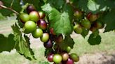 Mark Bailey: All about the versatile muscadine grape