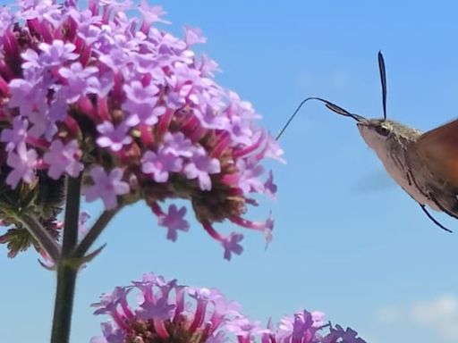 Meterse en un jardín | Los bichos de nuestro jardín | SER Podcast | Cadena SER