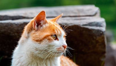 Bird Flu Spreading in Cats—These Are the Symptoms