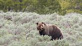 The Clock Is Ticking as the Feds Grapple with Delisting Grizzly Bears