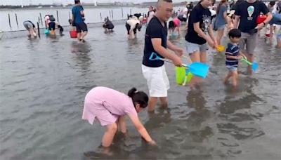 天氣不穩海蛤數量大減 彰化摸海蛤活動喊卡