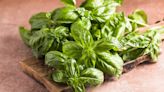 Trader Joe's Recalls Organic Basil In Most States Due To Salmonella Risk