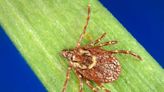 4 worst ticks in Greenville, South Carolina: What to know about Lyme disease symptoms