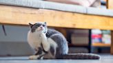 5 Ways Indoor Cats Can Get Fleas—and How To Prevent Them