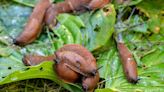 Slugs and snails instantly move away from plants after smelling homemade spray