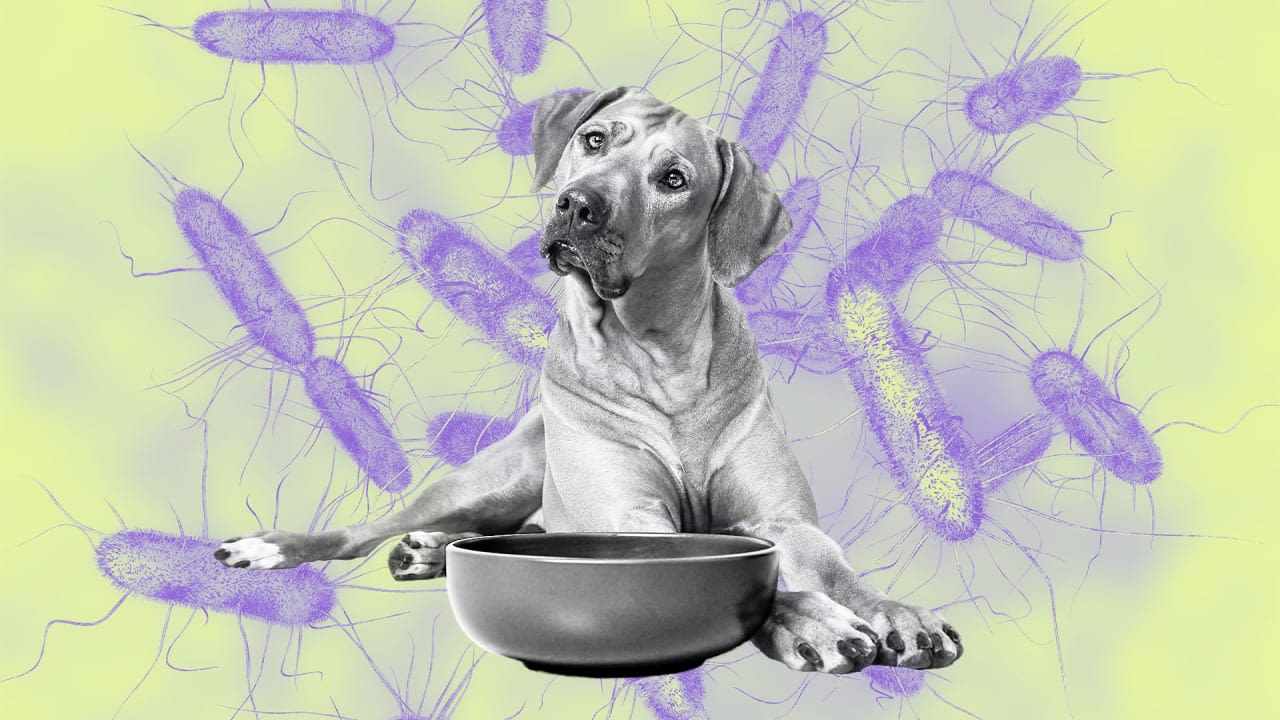 Dog food recall update: Salmonella and Listeria fears spark nationwide product withdrawal and FDA warning